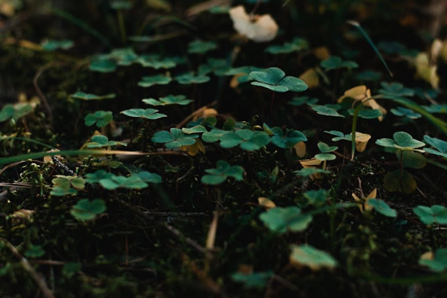 5种杂草先别拔 改善土壤品质又吸引昆虫