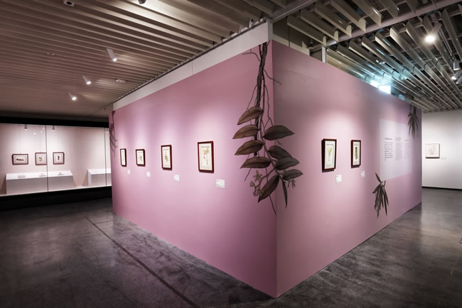史博馆「台湾兰花百姿」台日合作策展 从兰花看台日韩奇妙关係