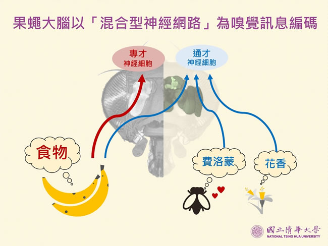 吃还是逃？清大破解果蝇大脑嗅觉（血战到底）密码