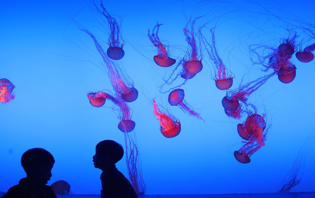 南加海面惊现奇观 数百透明身影漂浮如梦