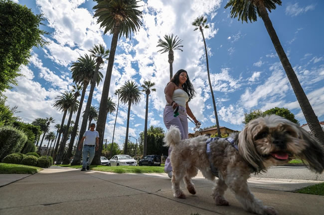 比佛利山椰林大道美到命危？游客这一举动让人抓狂